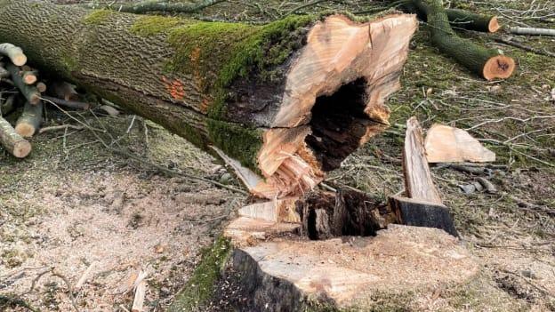 An ash tree that was infected by ash dieback diease. 