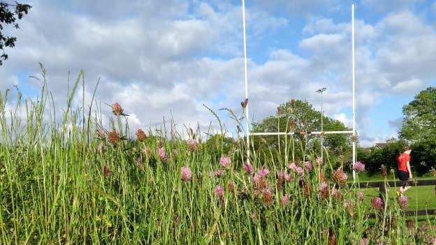 The GAA Green Club Programme and All-Ireland Pollinator plan are hosting a webinar on biodiversity tips 