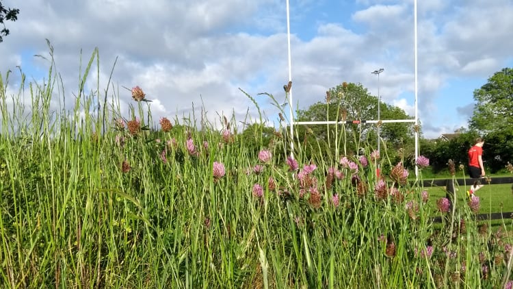 The GAA Green Club Programme and All-Ireland Pollinator plan are hosting a webinar on biodiversity tips